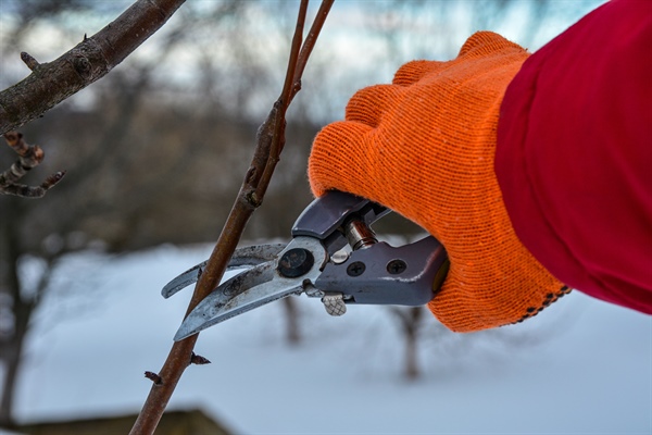 How to Prepare Your Garden Beds for Winter: Essential Tips for Protection