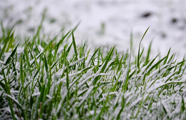 How to Protect Your Lawn from Winter Damage: Expert Tips & Best Practices